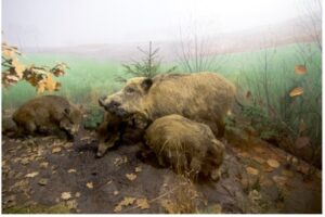 Wildschweine beim Fressen