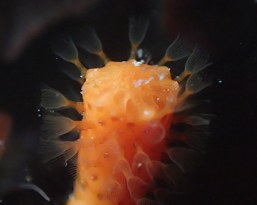 Auch wenn das hier gezeigte Tier sehr an eine Koralle erinnert, handelt es sich doch um einen Vertreter eines ganz anderen Tierstamms, den Moostierchen (Bryozoa).  Foto: Roland Melzer
