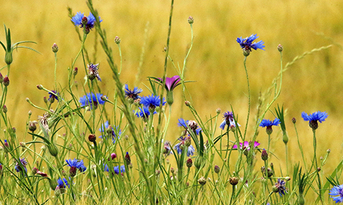 Kornblumen
