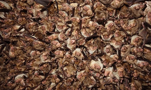 Andreas_Zahn-Koordinationsstelle_fuer_Fledermausschutz_