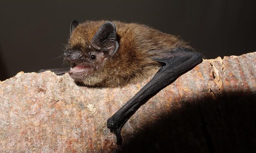 Andreas_Zahn-Koordinationsstelle_fuer_Fledermausschutz_