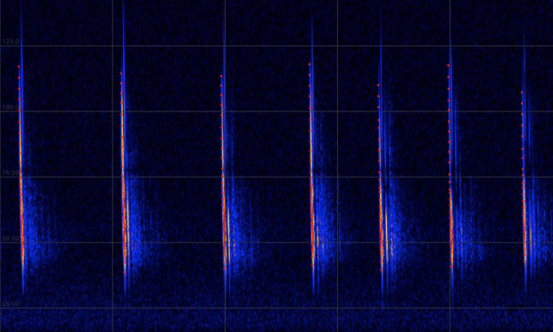Sonogramm Fledermausruf