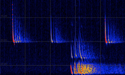 Echoortungsruf der Zwergfledermaus (Pipistrellus Pipistrellus