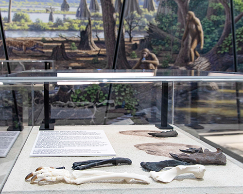 Molassic_Park_Foto_Karina_Hagemann