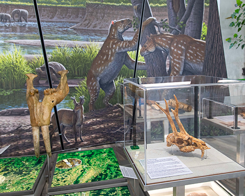 Molassic_Park_Foto_Karina_Hagemann