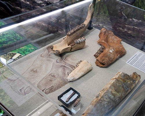 Molassic_Park_Foto_Karina_Hagemann