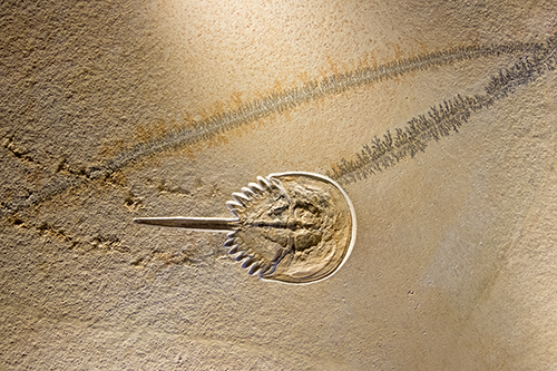 Limulus Platte, Förderverein