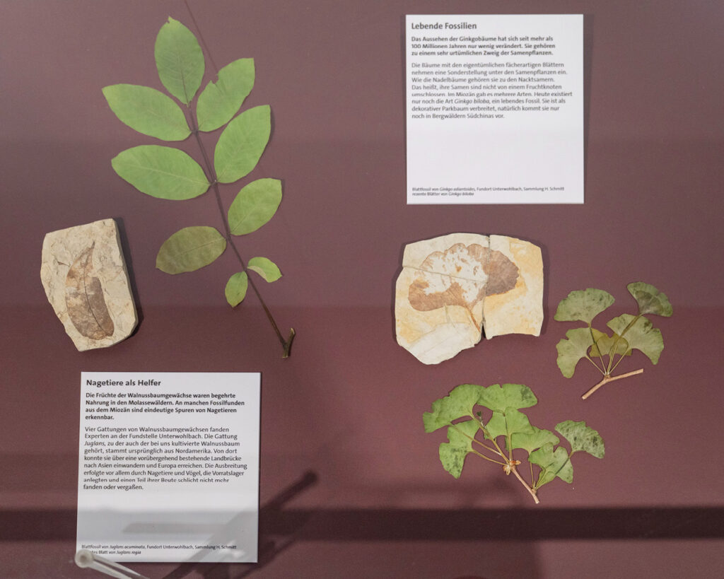 Vortrag, Museum Mensch und Natur, Molassic, Paläontologie