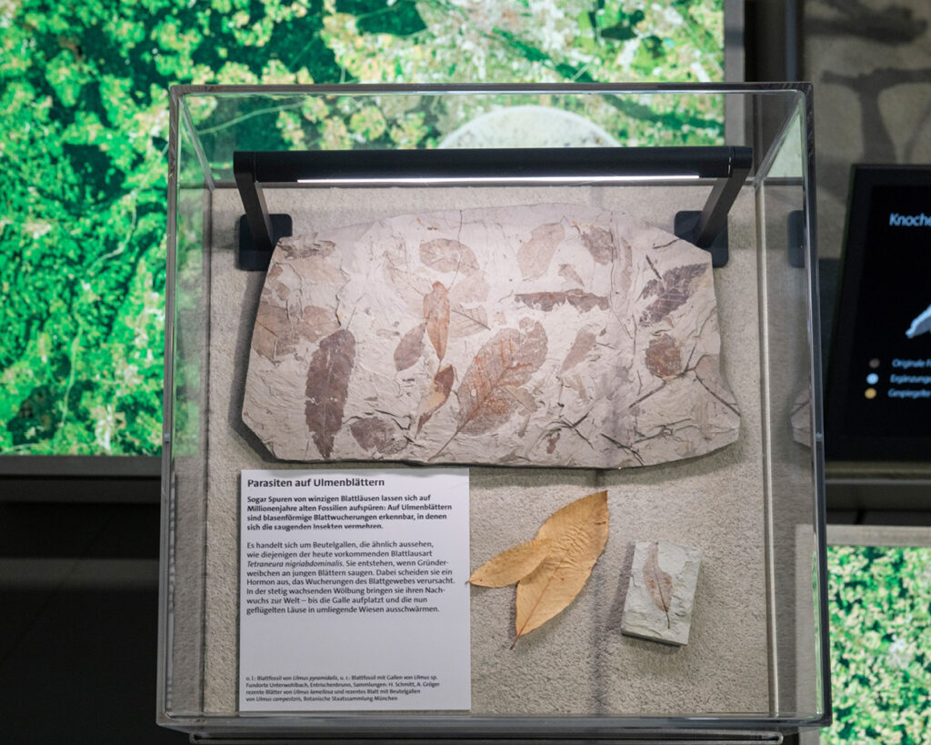 Vortrag, Museum Mensch und Natur, Molassic, Paläontologie