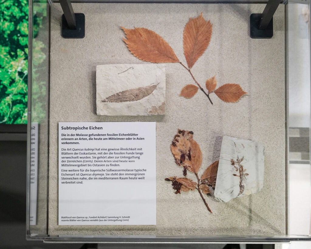 Vortrag, Museum Mensch und Natur, Molassic, Paläontologie