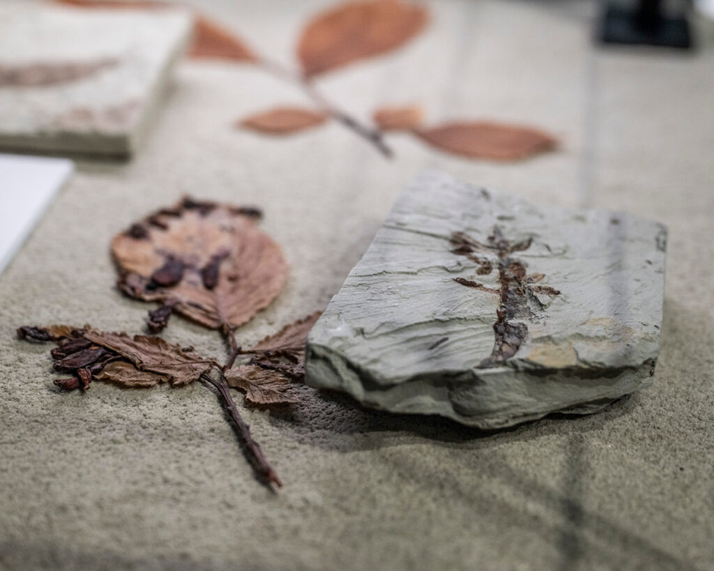 Vortrag, Museum Mensch und Natur, Molassic, Paläontologie