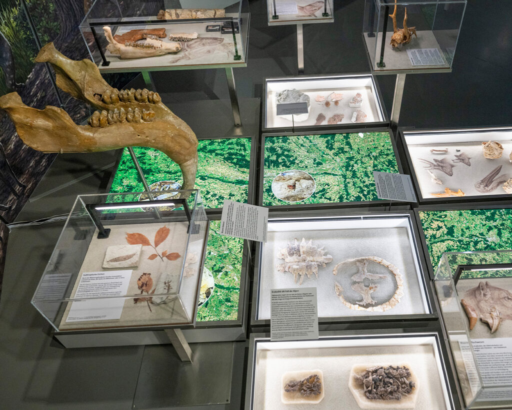 Vortrag, Museum Mensch und Natur, Molassic, Paläontologie