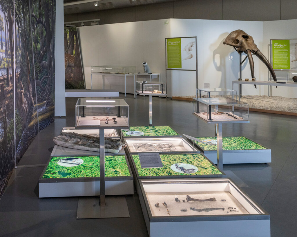 Vortrag, Museum Mensch und Natur, Molassic, Paläontologie